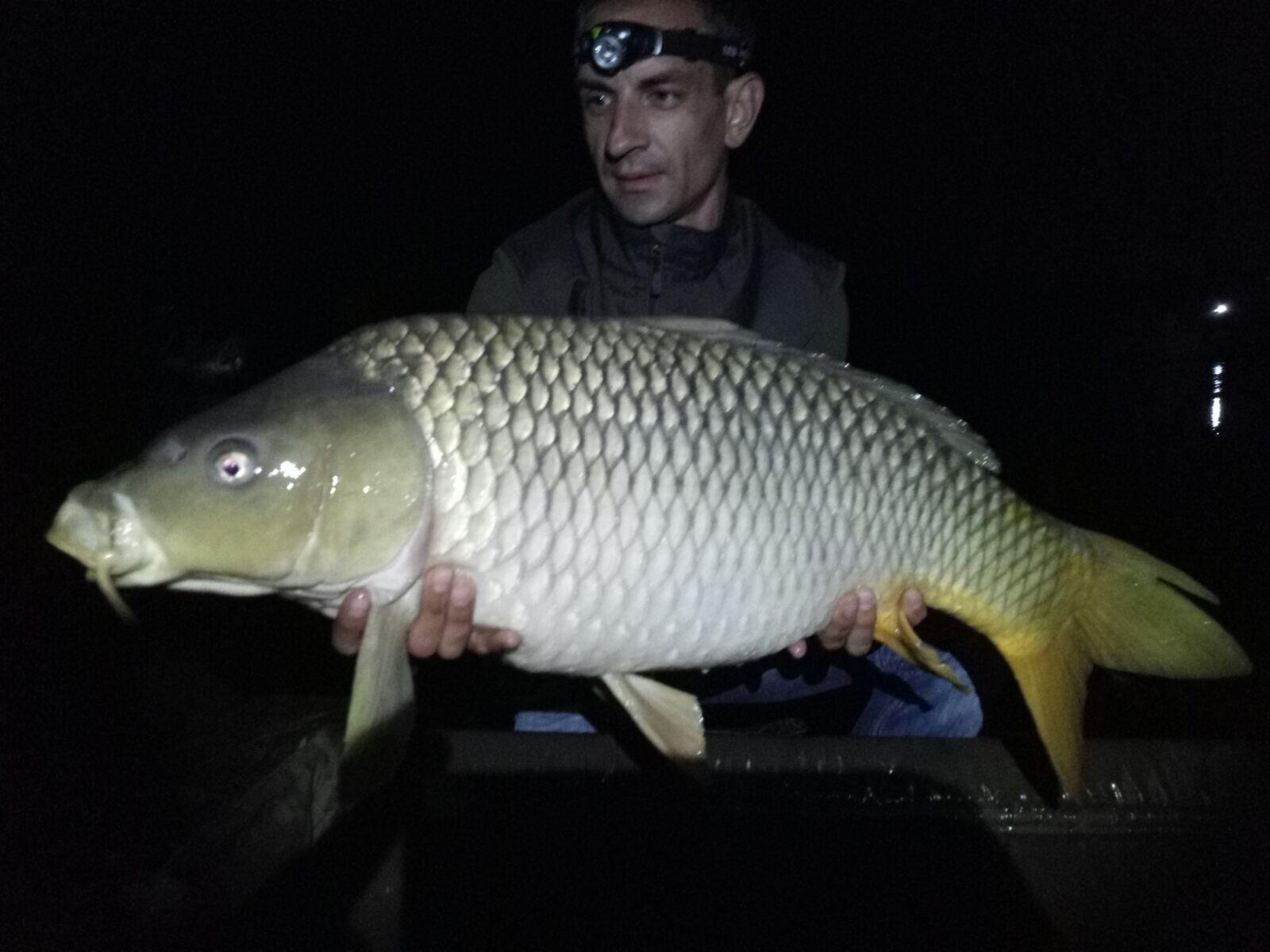 Fish - b9044616-2672-45da-b8cb-fe0b03992734.jpeg